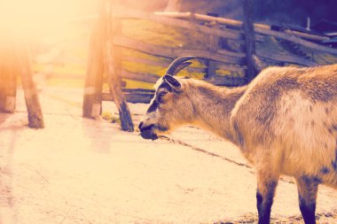 Hayvan çiftliğindeki genç keçi. Yüksek kalite fotoğraf.