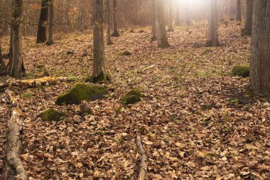 Bahar mevsiminde yaprak döken ormanlardaki ağaçlar. Yüksek kaliteli fotoğraf..