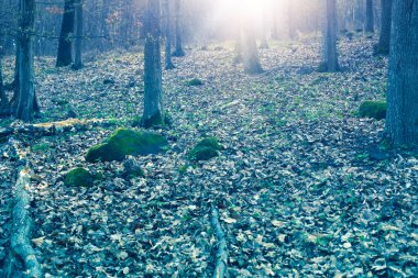 Bahar mevsiminde yaprak döken ormanlardaki ağaçlar. Yüksek kaliteli fotoğraf..