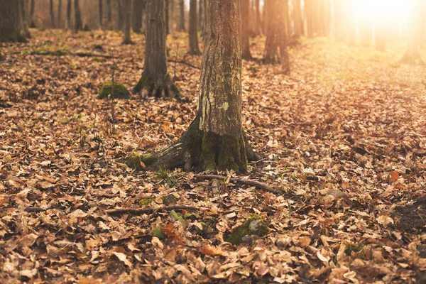 Árboles en bosque caducifolio durante la temporada de primavera.Foto de alta calidad. —  Fotos de Stock