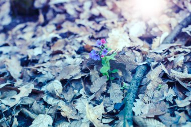 Bahar mevsiminde ormanda akciğer otu çiçekleri. Yüksek kaliteli fotoğraf..