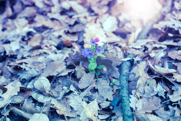 Spring violet flowers of lungwort in the wood. High quality photo. — Stock Photo, Image