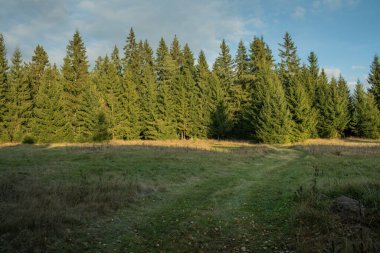 Yoğun bir çam ormanına uzanan çimenli bir çayırın yer aldığı huzurlu doğal manzara. Güneş ışığı, açık mavi gökyüzüne karşı ağaçların tepelerini vurguluyor. Dokunulmamış doğayı, vahşi doğayı ve çevresel güzelliği simgeliyor..