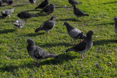 Kumrular yeşil çimlerde yürür