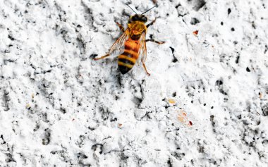 Beyaz bir duvarda arı