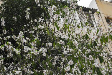 İlkbaharda açan elma ağacı