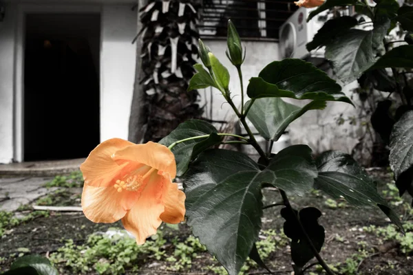 Orange flower near the house