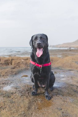 Plajda siyah bir labrador.