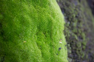 Yeşil yosun bu dünyanın doğasında var.