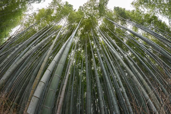 Alberi Bambù Una Foresta Giappone — Foto Stock