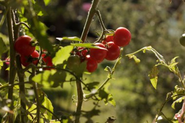 Güneş ışığıyla aydınlatılmış ve hasat etmeye hazır domatesler.