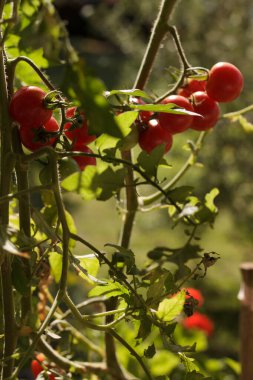 Güneş ışığıyla aydınlatılmış ve hasat etmeye hazır domatesler.