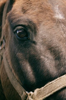 Kahverengi bir atın çiftlikteki gözünün çok yakından görüntüsü.