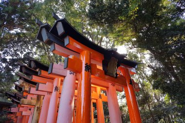 Japon Torii tüneli renk ve ruhsal titreşimlerle dolu bir yer.