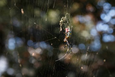 Shinjuku 'nun Japonya' daki parkı. Doğa ve renklerle dolu bir yer.
