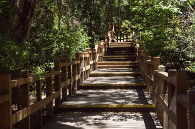 Güneşli bir günde, ormanın ortasında bir geçit.