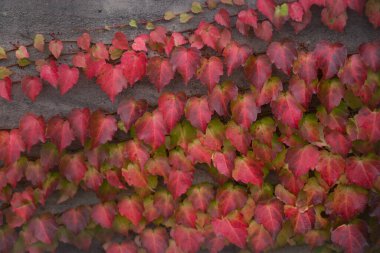 Sonbahardan önce kırmızı yapraklar ve büyük zengin renkler