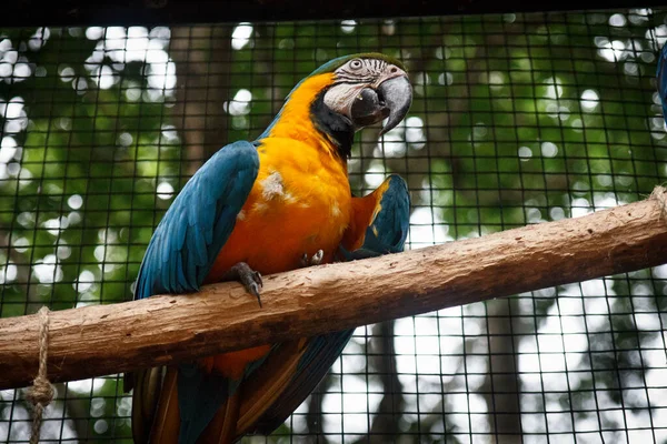 Animals in a wild and natural state in the north of argentina