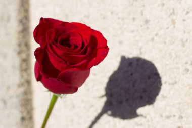 Ölen bir aile üyesinin üzücü durumunu temsil eden tek bir gül.