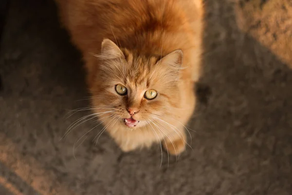 Όμορφη άστεγη κοκκινομάλλα γάτα υπαίθρια. Η γάτα ζητάει φαγητό. Άστεγα ζώα. Concept βοήθεια άστεγες γάτες — Φωτογραφία Αρχείου