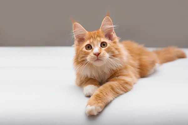 Maine Coon-katt. Ort för text — Stockfoto