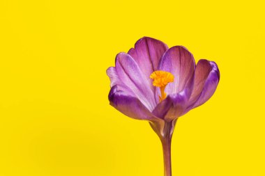 Bahar arka planı. Sarı üzerine Mor Çiçek. Uzayı kopyala Asgari konsept.