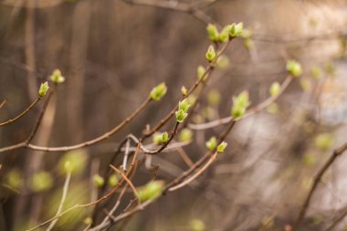 Ağacın dalında ilk bahar yeşili tomurcukları. Seçici odak