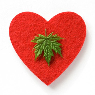 Kalp sembolü, yeşil yapraklı akçaağaç. Doğa Bakımı konsepti. Ekoloji ve Çevre Koruma. Geri dönüşüm. Yenilenebilir enerji