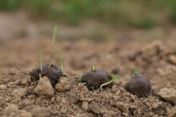 Gerilla Kertészkedés Növények Csíráznak Magból Seed Bombák Száraz Talajon — Stock Fotó