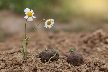 Guerrilla gardening. Chamomile wild flowers Plants sprouting from a seed ball. Seed bombs on dry soil. Impact on Local Environment clipart
