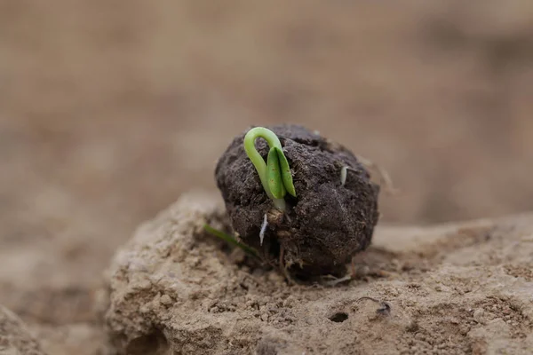 Növények Csíráznak Magból Seed Bombák Száraz Földön Gerilla Kertészeti Koncepció — Stock Fotó