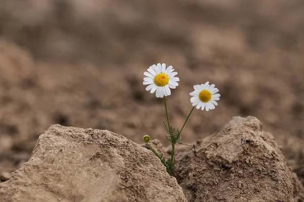 Concept Réchauffement Climatique Camomille Dans Sol Sec Environmental Threat Protection — Photo