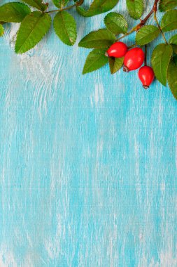 Mavi arka planda kalça gülleri. Model yap. Uzayı kopyala Kapat.