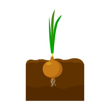 Soğan simgesi karikatür. Büyük çiftlik, bahçe, tarım seti tek bitki simgesi.