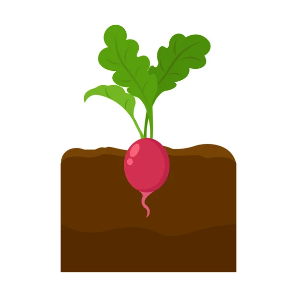萝卜图标卡通。单植物图标从大农场，花园，农业集. — 图库矢量图片