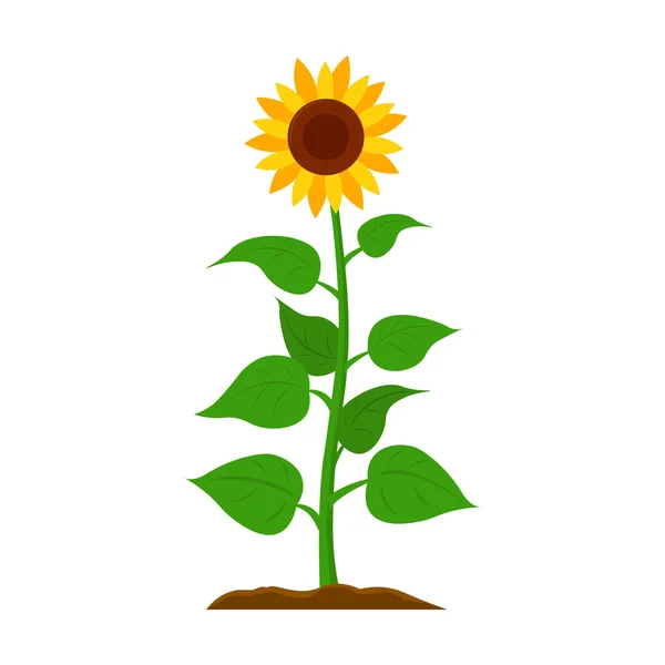 Kreskówka ikona słonecznika. Ikona pojedynczej rośliny z dużego gospodarstwa, ogród, rolnictwo zestaw. — Wektor stockowy