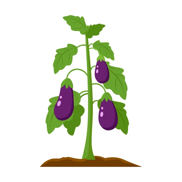 Eggplant icon cartoon. Single plant icon from the big farm, garden, agriculture set. — Stock Vector