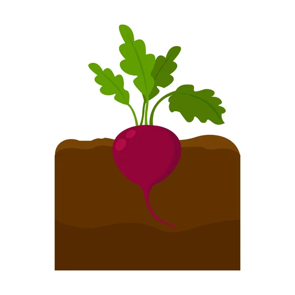 사탕무 아이콘 만화입니다. 큰 농장, 정원, 농업 세트에서 단일 식물 아이콘. — 스톡 벡터