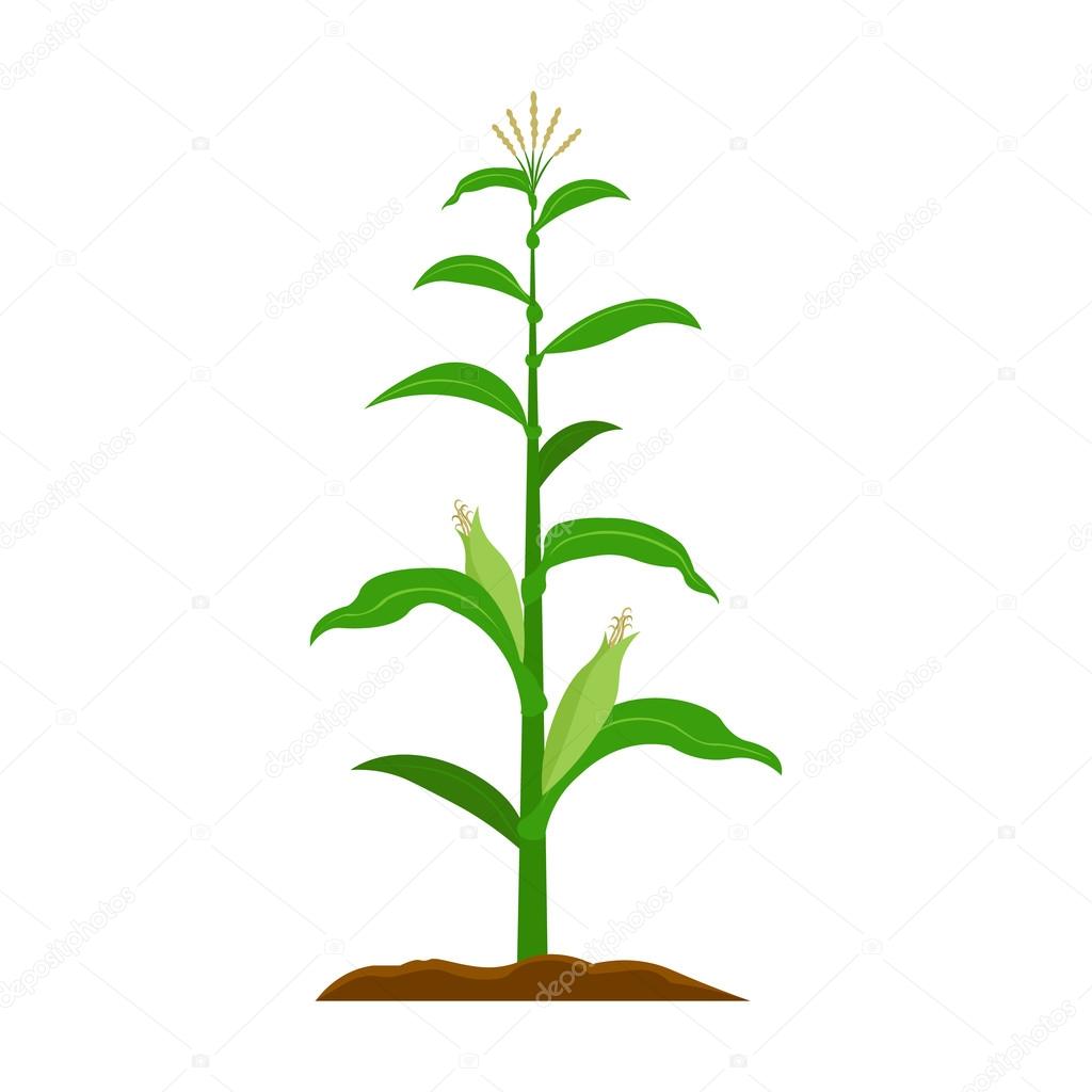 Corn icon cartoon. Single plant icon from the big farm, garden, agriculture set.