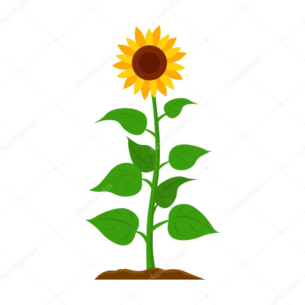 Sunflower icon cartoon. Single plant icon from the big farm, garden, agriculture set.