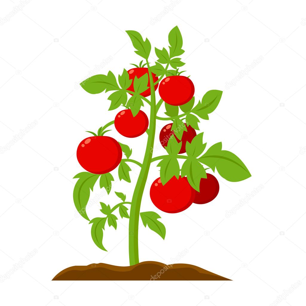 Tomato icon cartoon. Single plant icon from the big farm, garden, agriculture set.