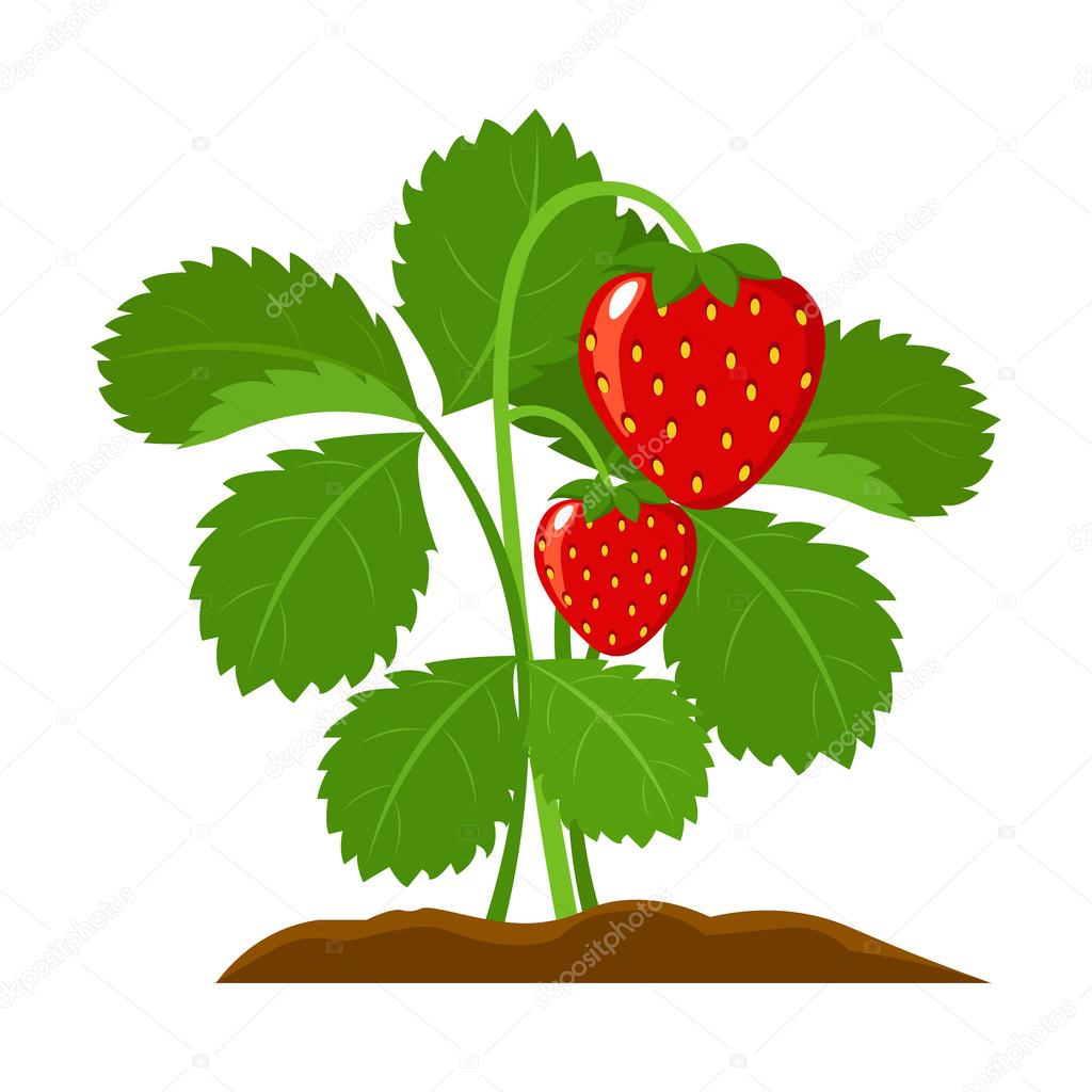 Strawberry icon cartoon. Single plant icon from the big farm, garden, agriculture set.