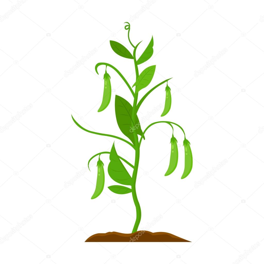 Peas icon cartoon. Single plant icon from the big farm, garden, agriculture set.