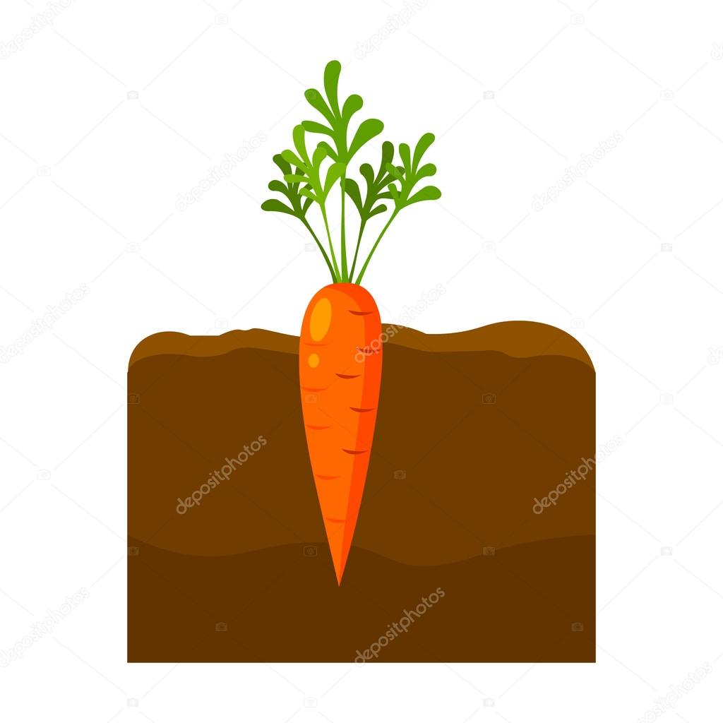 Carrot icon cartoon. Single plant icon from the big farm, garden, agriculture set.