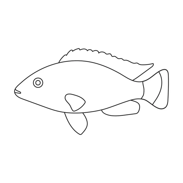 Linea icona del pesce colibrì ciclide. Singe acquario icona di pesce dal mare, set vita oceanica . — Vettoriale Stock