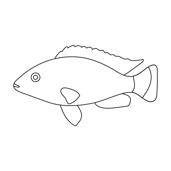 Cichlid kolibrie vis pictogram lijn. Aquarium vissen icoon uit de zee, oceaan leven set singe. — Stockvector