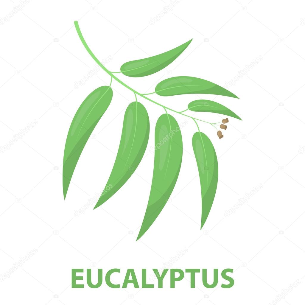 Eucalyptus vector icon in cartoon style for web Stock Vector Image by