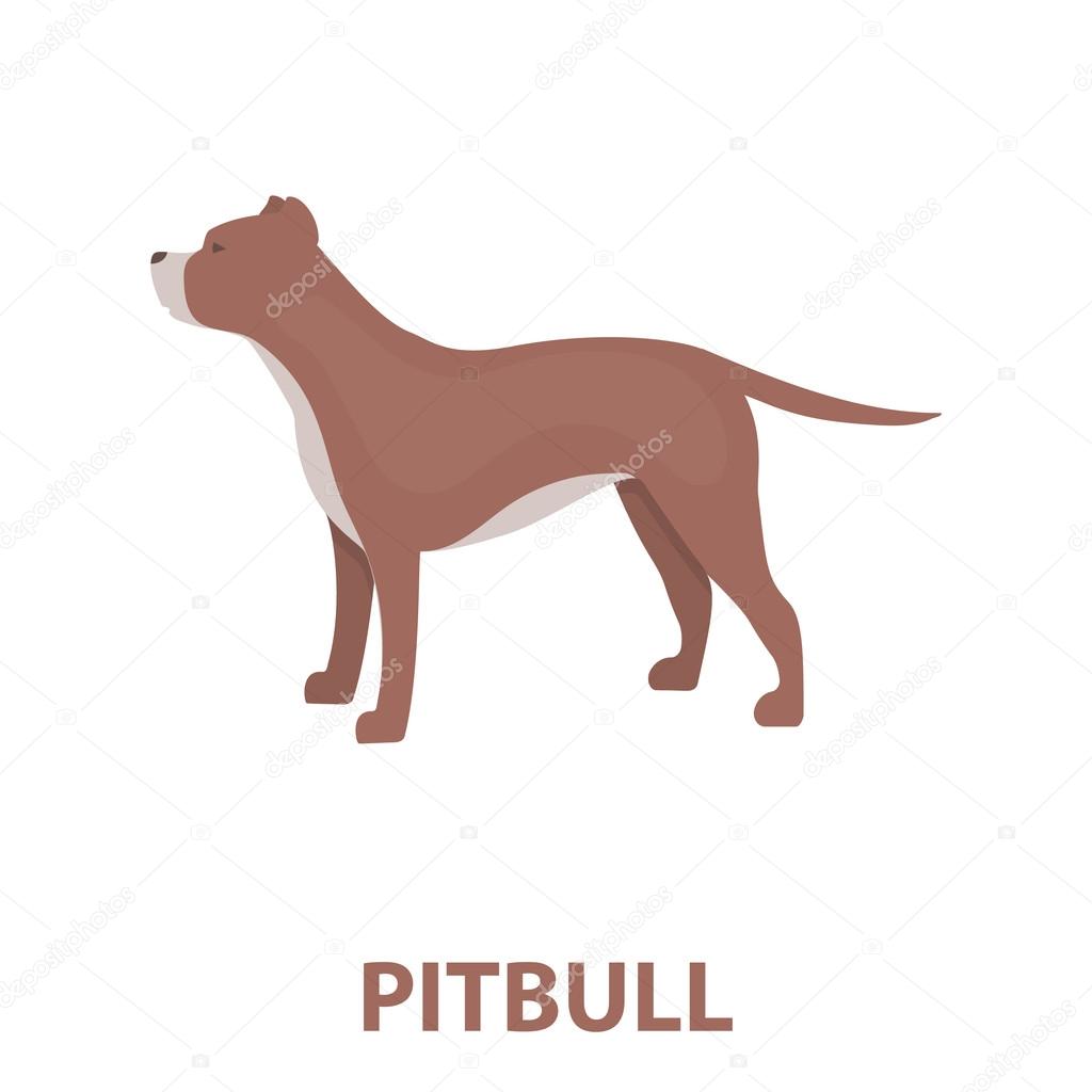Pitbull vector icon in cartoon style for web