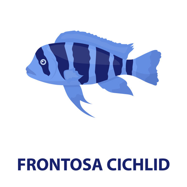 Frontosa Cichlid Cyphotilapia Frontosa fish icon cartoon. Singe aquarium fish icon from the sea,ocean life cartoon.
