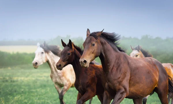 Yegua Con Potro Galopando Campo Tres Caballos Cerca Sobre Fondo —  Fotos de Stock